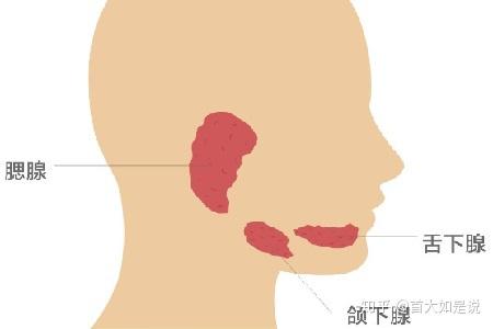 症状为一侧或双侧腮腺肿大,有发热,肌痛和乏力等;男性易合并睾丸炎(25