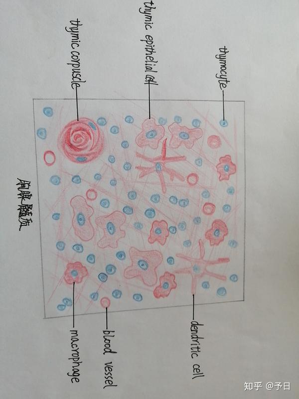 组胚实验红蓝铅笔图随时更新哟