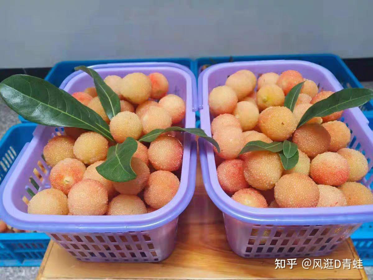 均为知名品种外,有大叶细蒂,小叶细蒂,乌梅,甜山,白杨梅等多个品种