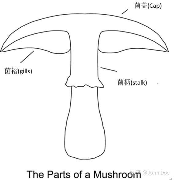 蘑菇生长过程及构造