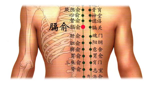 胃脘下俞穴:位于背部,当第八胸椎棘突下,旁开1.5寸.