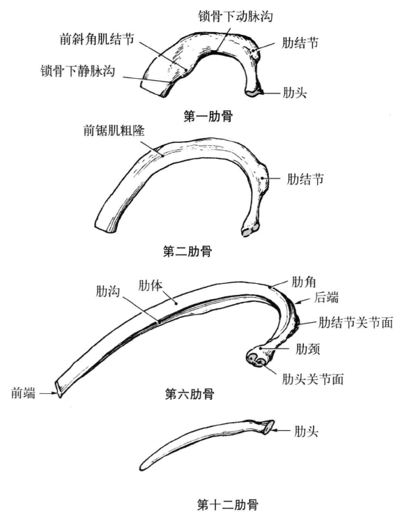 解剖学笔记 | 胸廓(关节&骨)