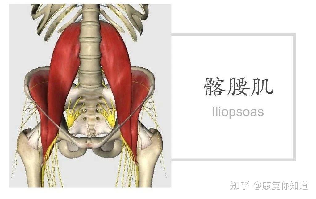 腹股沟疼痛 — 髂腰肌