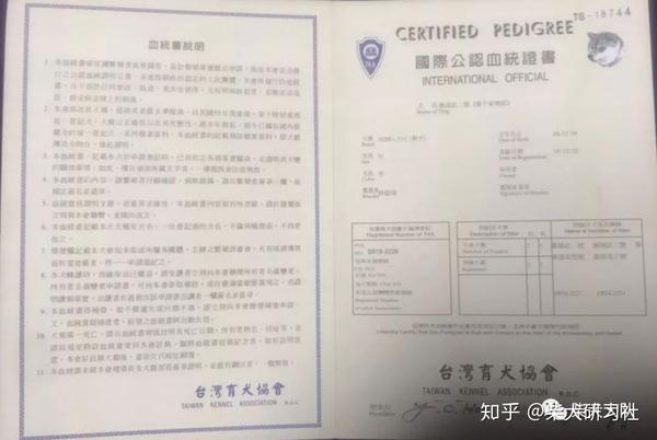 史上最全柴犬挑选攻略