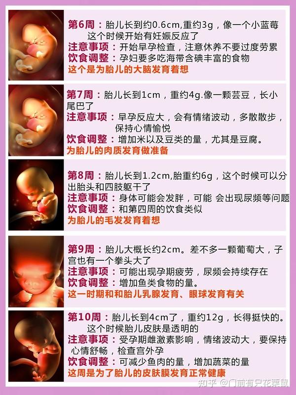 1-40周胎儿发育全过程,3d彩印超清晰
