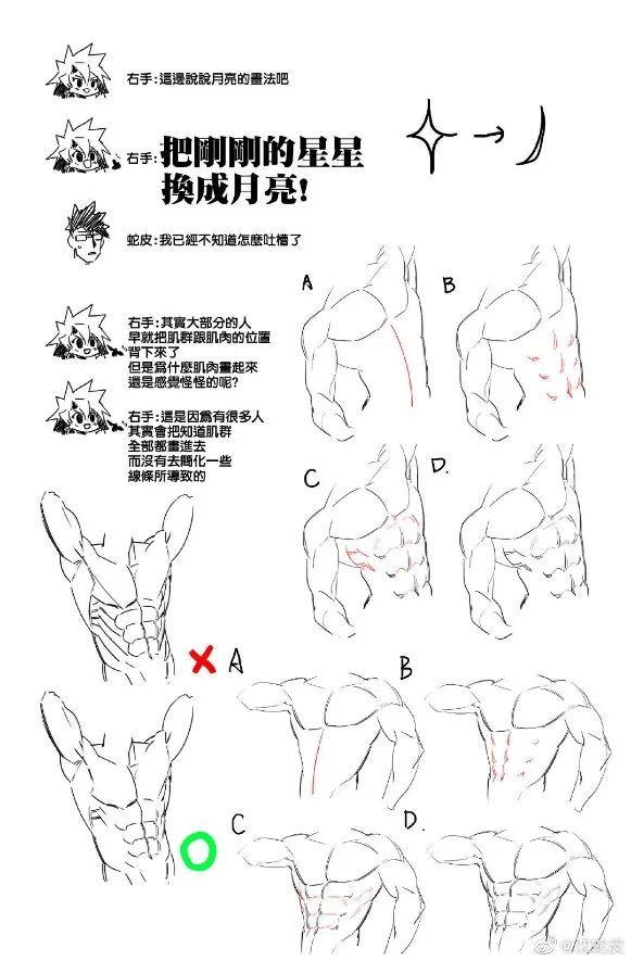 用线条连出腹肌轮廓5.增加横膈膜和侧腹斜肌的线条6.