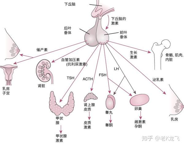 下丘脑是内分泌系统和神经系统的司令部