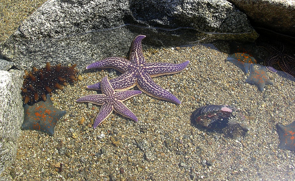 海星突然疯狂入侵青岛胶州湾狂吃蛤蜊海蛎子使养殖户哭晕在海边对此该