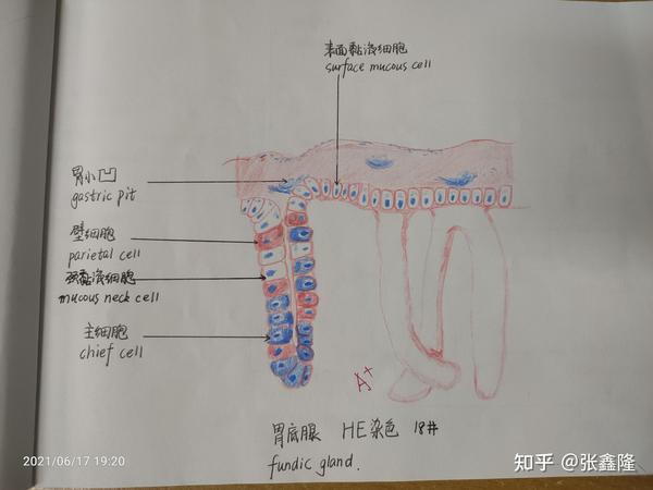 组胚红蓝铅笔绘图31