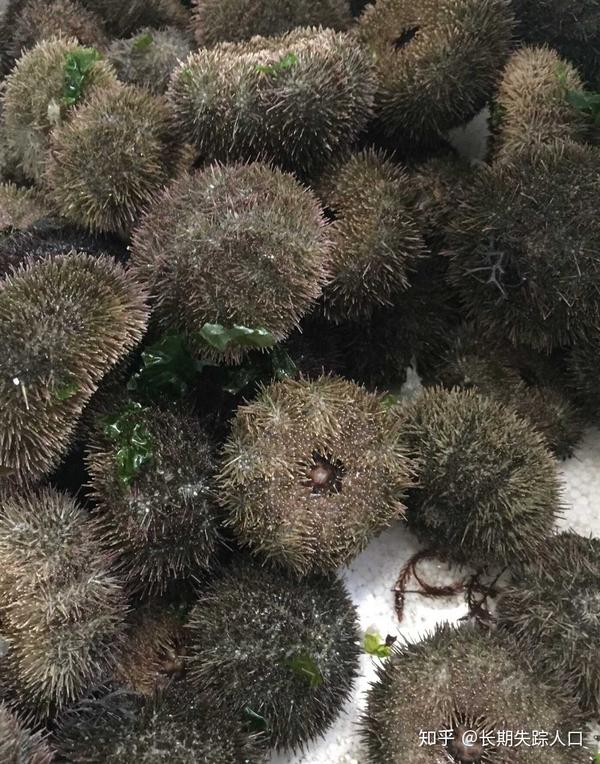 这种是产自大西洋的"绿海胆",分布范围很广.