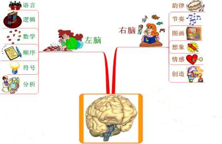 主要和我们的大脑有关系,大脑分为左脑和右脑, 左脑主要逻辑,右脑负责