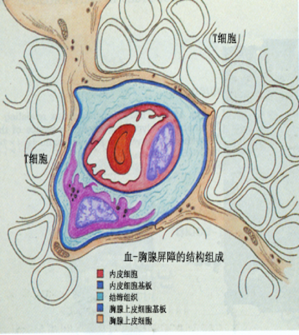 血-胸腺屏障结构模式图