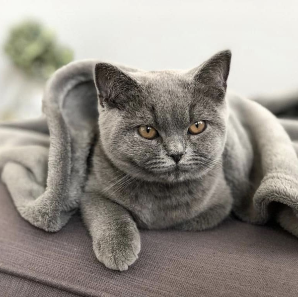 吸猫大会英国短毛猫ollie