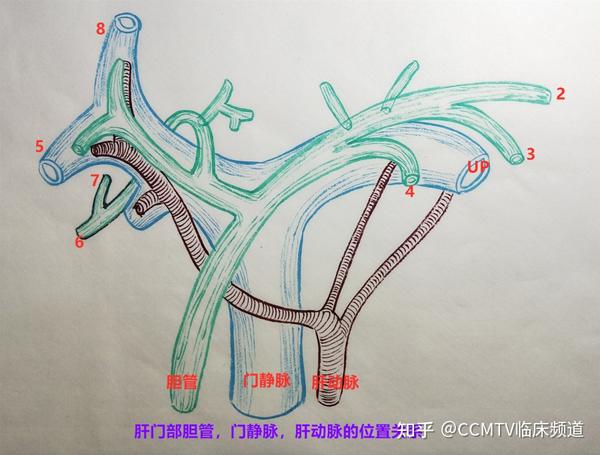 在胆道的旁边连着门静脉系统,通过其分支收纳全腹腔的血液,最后流入到