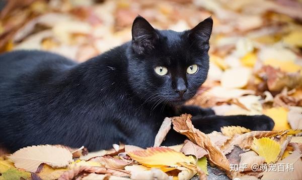 黑色的猫不要随便养,一旦养了,夜晚就像在体验恐怖片