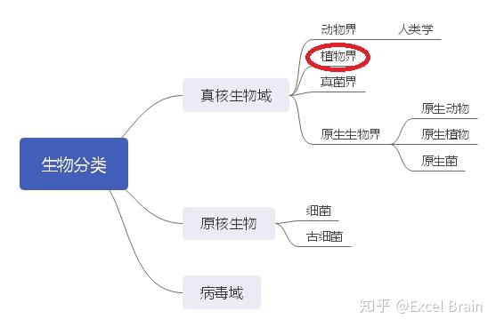生物分类2植物界