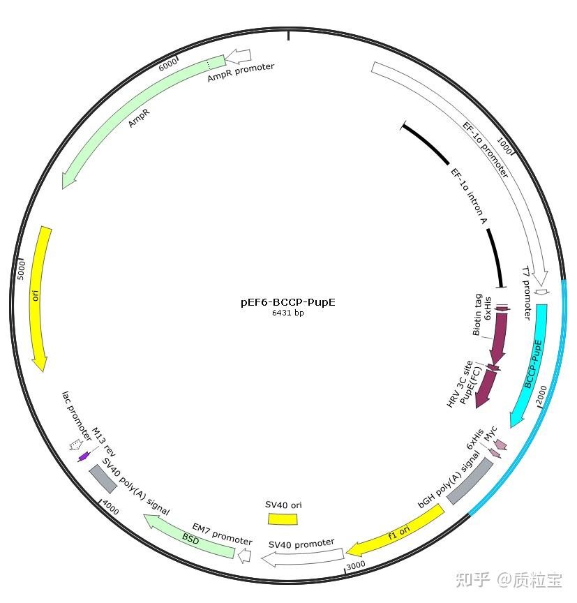 PUP IT邻近标记技术载体 知乎