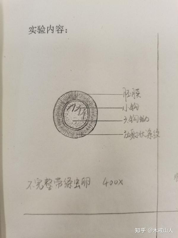 寄生虫实验报告绘图 持续更新