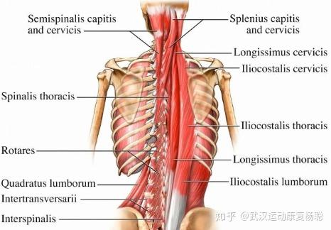 腰痛系列之竖脊肌