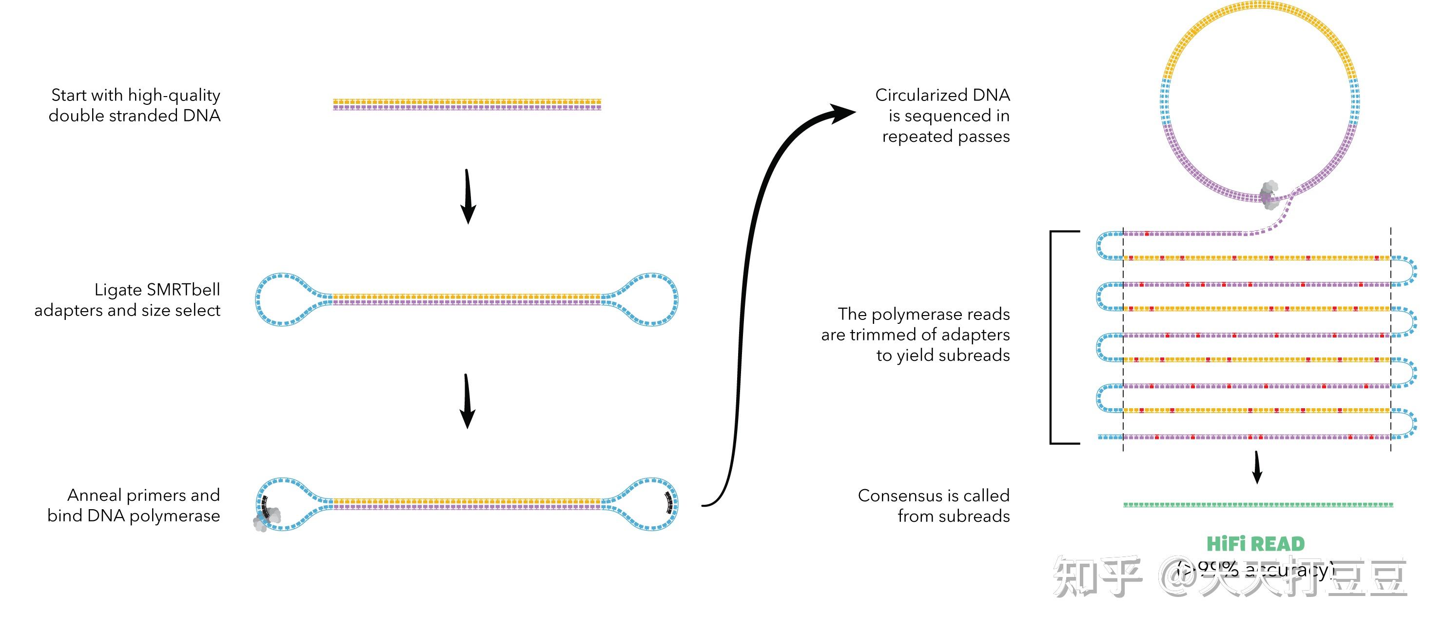 Pacbio Iso Seq