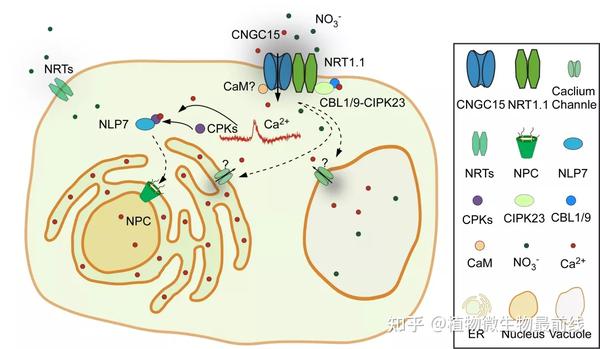 钙通道与转运体互作组成分子开关编码硝酸盐营养触发的钙信号及其