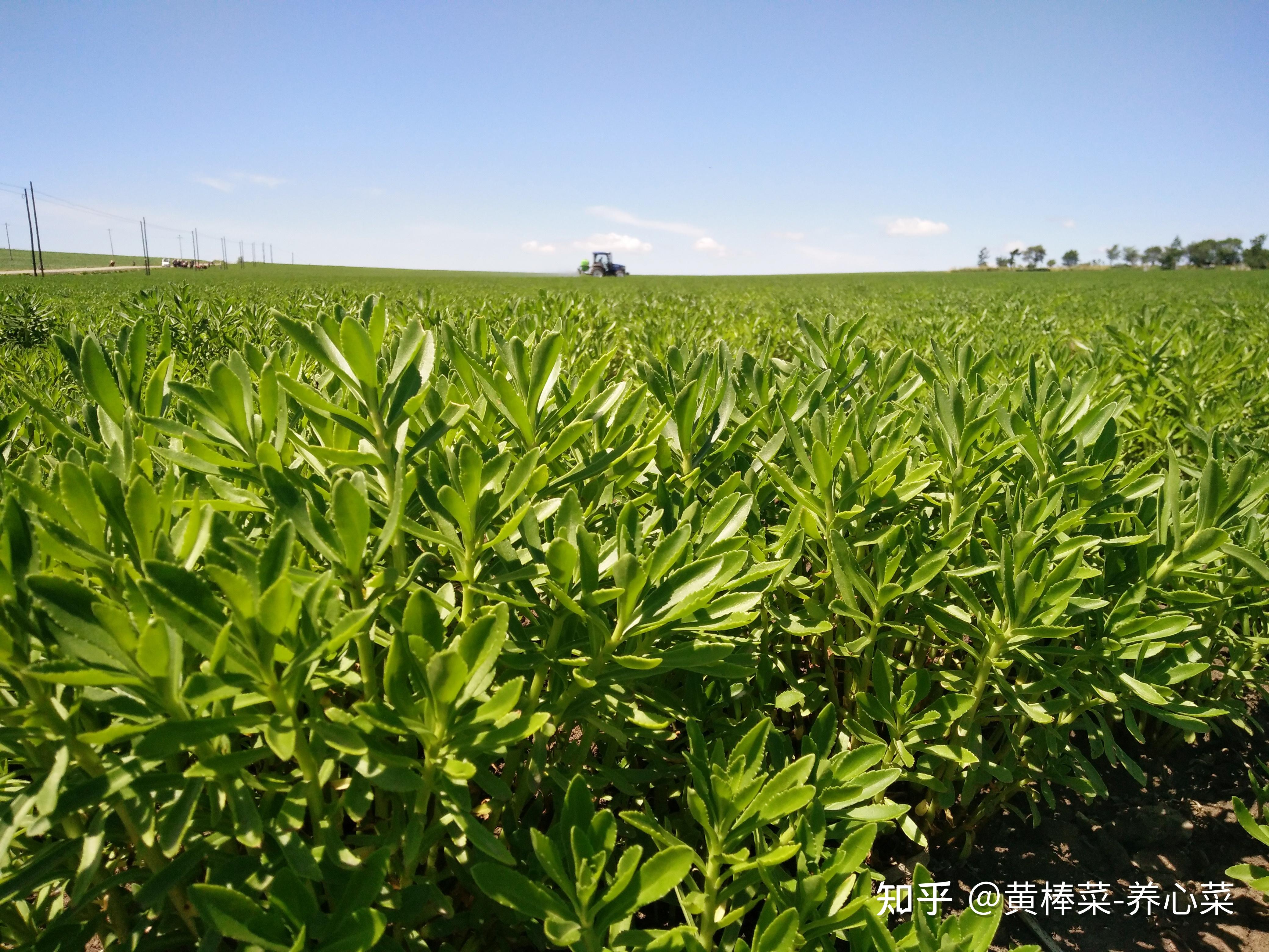 富碳高钙养心菜日常饮食高钙之王