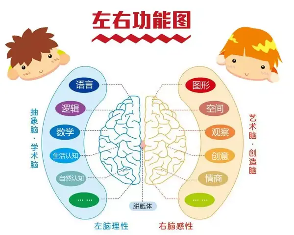 右脑 具有直观性的整理把握能力,形象思维能力,独创性等,右脑开发