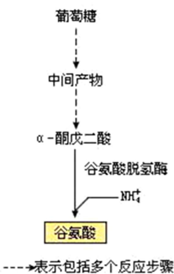 终产物谷氨酸的合成过量时会与谷氨酸脱氢酶结合并抑制酶的活性,从而