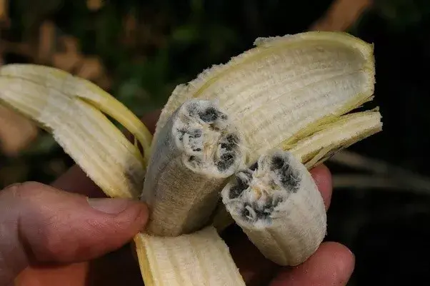 大麦克和香芽蕉(华蕉)