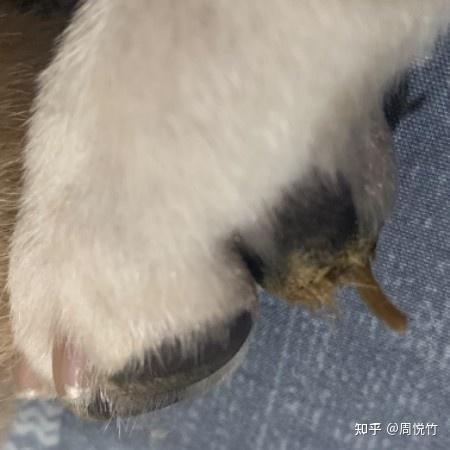 狗狗脚掌长得像刺一样