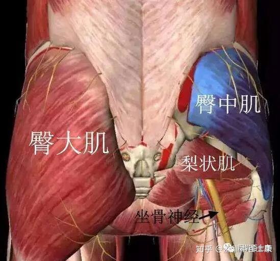 要注意的是在此处的臀大肌常有痉挛肌束,易与梨状肌相混淆,虽说二者