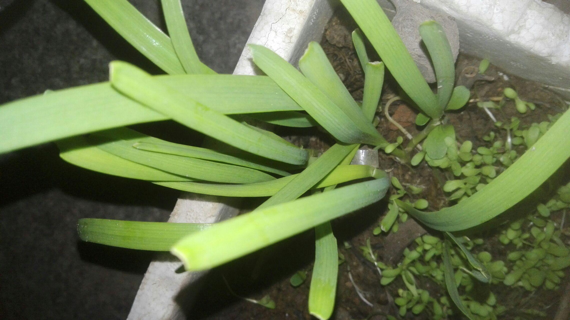 阳台蒜苗种植是什么