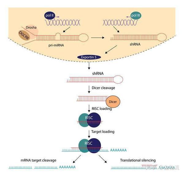 shrna在dicer酶作用下,环状结构被切掉,只剩下发卡的"茎",这是核心的