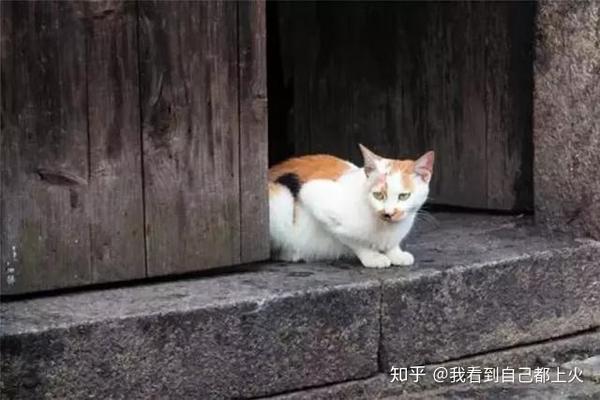 旧巷子里的猫:我很自由,却没有归宿