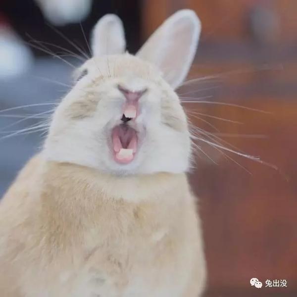 谁说兔子只有四颗牙?