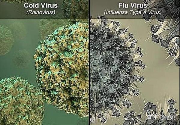 普通感冒病毒和流感病毒