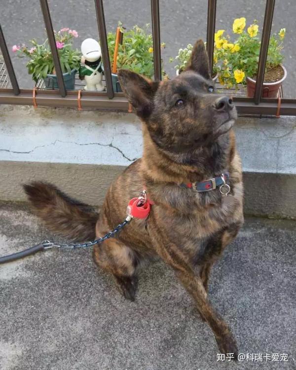 北非猎犬(sloughi)