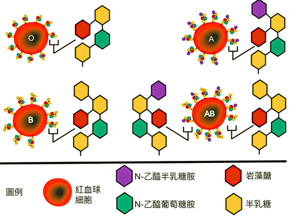 a,b抗原属于 鞘糖脂,通过疏水尾部深入红细胞膜,极性糖基露在细胞