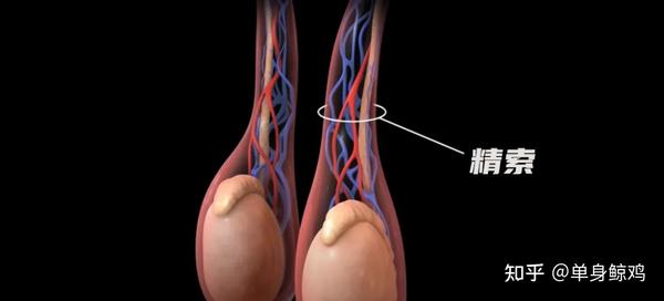 男科第一「蛋:我怎么会长出了第三个"蛋蛋"