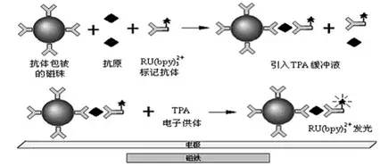 在电化学发光免疫分析系统中,磁性微粒为固相载体包被抗体(抗原),用