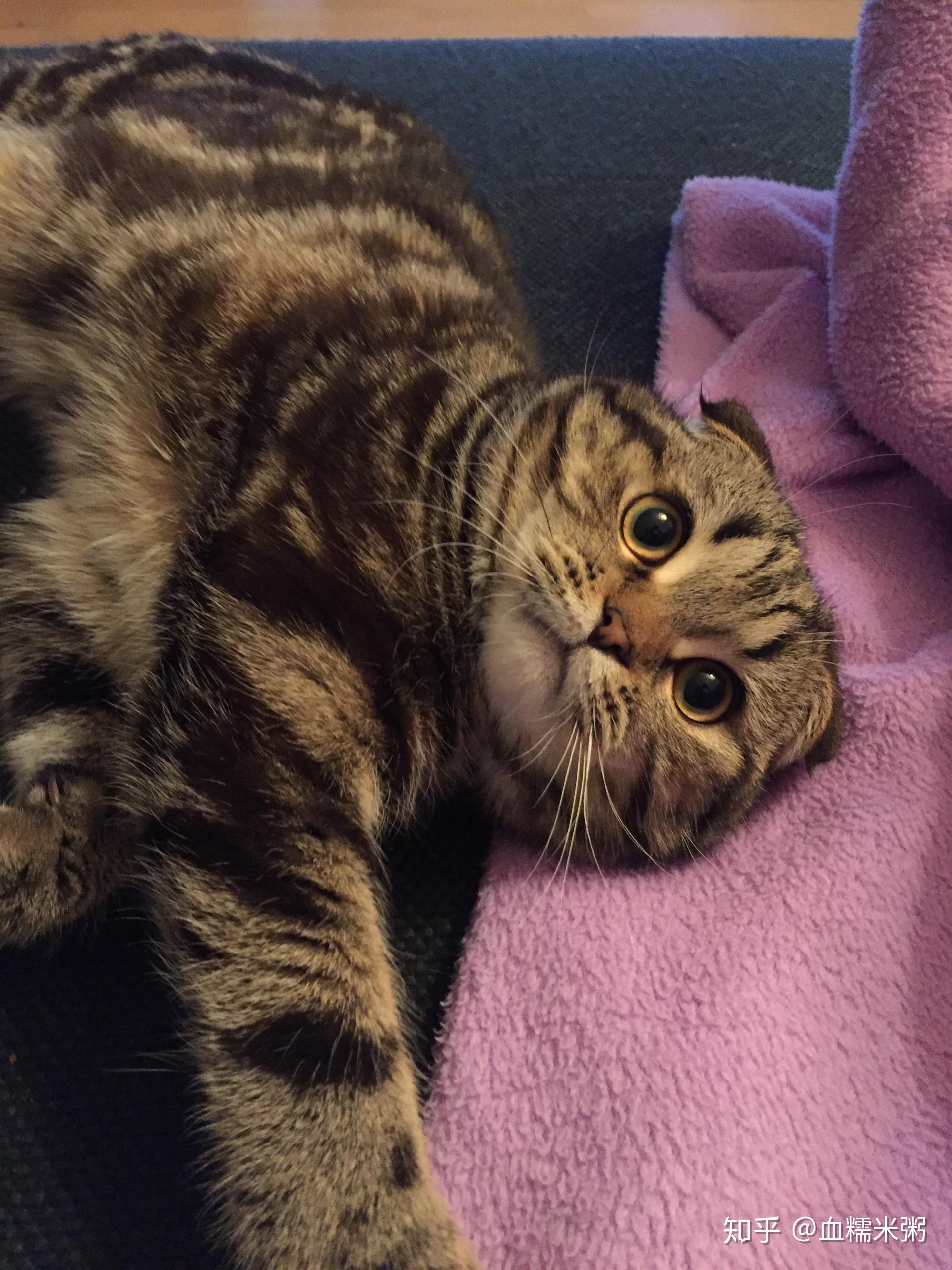 养六个月以下的小奶猫是怎样的体验