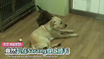 小猴子心理受到创伤,狗子帮助它脱离苦海.