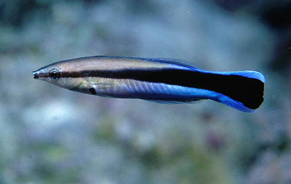 蓝星裂唇鱼 bluestreak cleaner wrasse 图源:diveadvisor