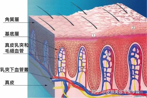 结构和成因 "毛孔粗大"区域的皮肤内部结构,和正常皮肤是不一样的.