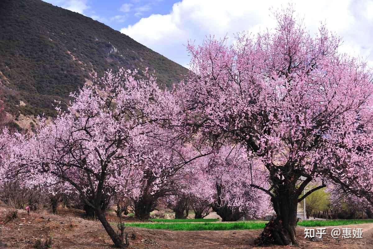 2022西藏林芝桃花什么时候开西藏桃花节是几月几日林芝赏桃花的地方有