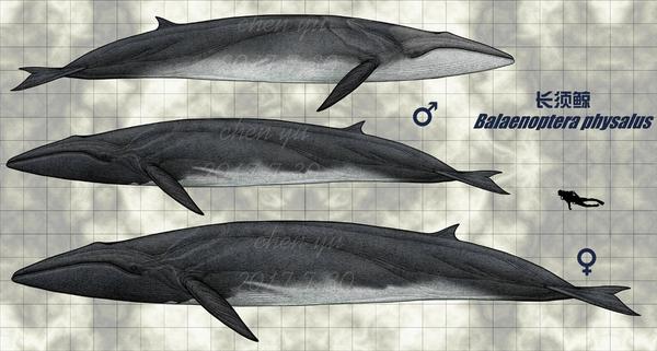 patachonica burmeister 1865—pygmy fin whale 侏长须鲸 b. p.