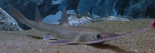 日本锯鲨p. japonicus(图片来源:opencago.info, 2013)