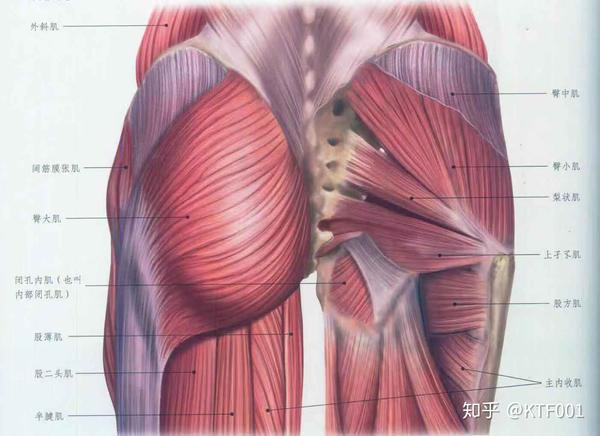 臀部及臀部周边肌群解剖图
