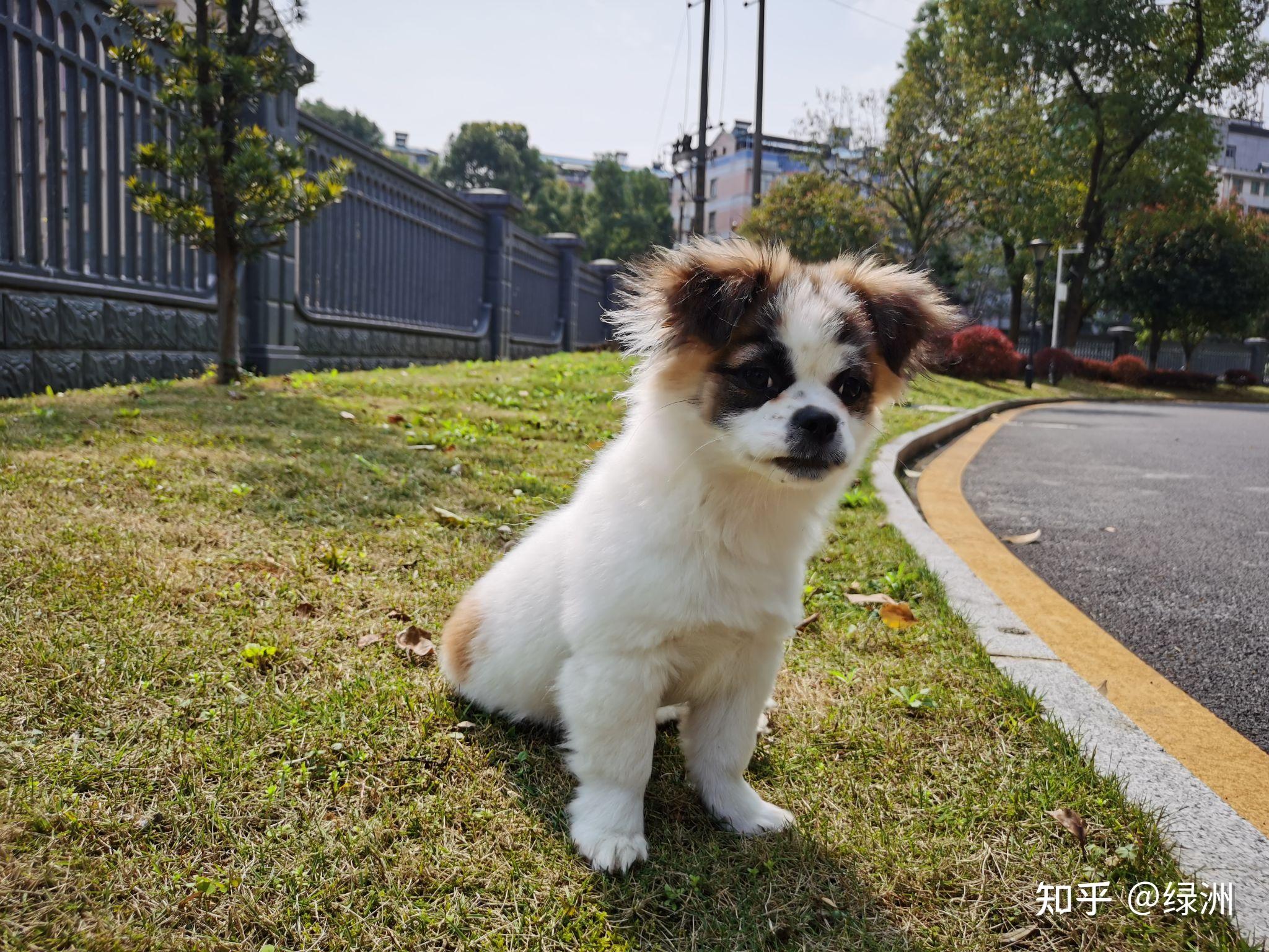 能不能分享一下你的蝴蝶犬的照片?