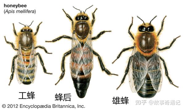 在每一个蜜蜂的蜂巢里都有 3种类型的蜜蜂,有一个蜜蜂妈妈(称为蜂后